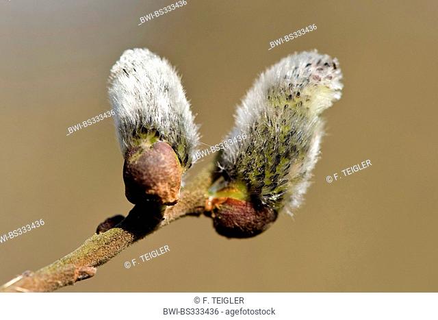 European grey willow (Salix cinerea), branch with catkins, Germany