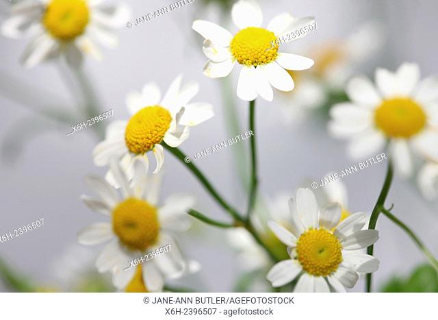 tanacetum parthenium - feverfew, single vegmo variety, Summer daisy-like flowers, medicinal herb