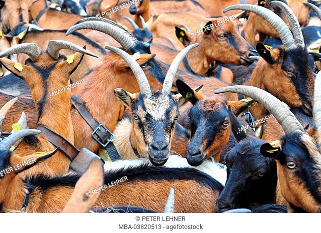Germany, Bavaria, Mittenwald, bringing down goats from mountain pastures