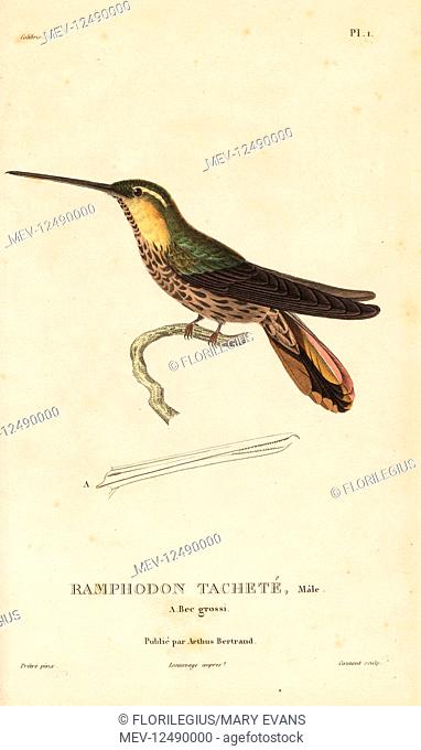 Saw-billed hermit, Ramphodon naevius (Ramphodon maculatum). Male. Handcolored steel engraving by Coutant after an illustration by Jean-Gabriel Pretre from Rene...