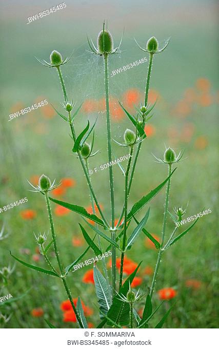 wild teasel, Fuller's teasel, common teasel, common teazle (Dipsacus fullonum, Dipsacus sylvestris), with poppies, Germany