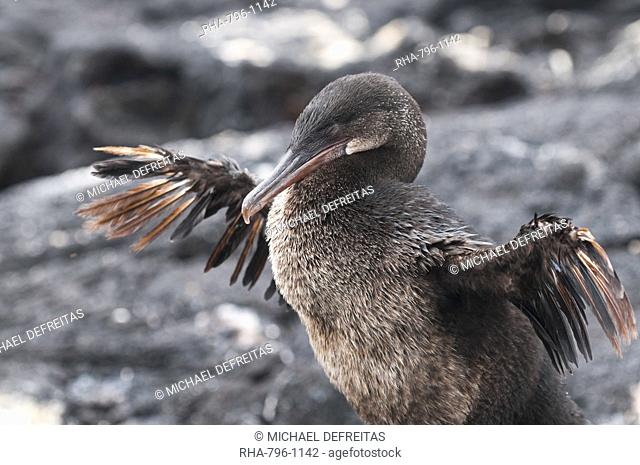 Flightless cormorant Phalacrocorax harrisi, Espinosa Point, Isla Fernandina Fernandina Island, Galapagos Islands, UNESCO World Heritage Site, Ecuador