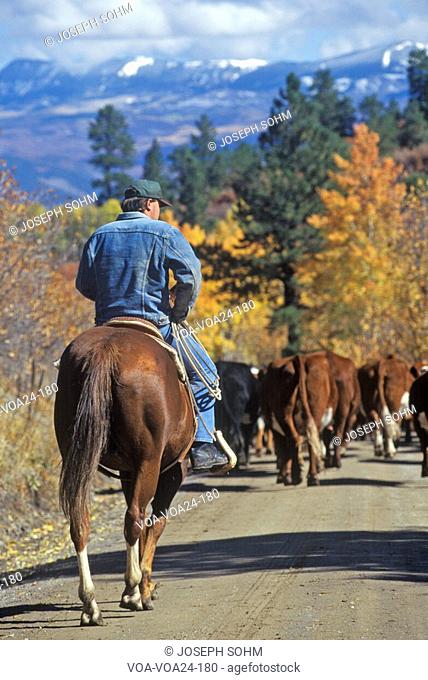Cattle drive on Girl Scout Road, Ridgeway, CO