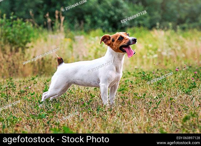 Jack Russell terrier standing on grass meadow, her tongue sticking out, looking up - waiting for ball to be thrown. View from side