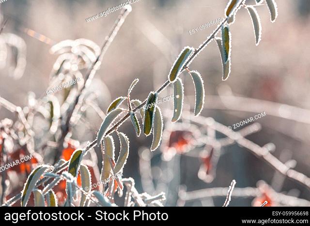 Frozen late autumn meadow close up. Winter background