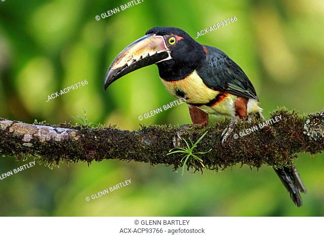 Collared Aracari (Pteroglossus torquatus) perched on a branch in Costa Rica
