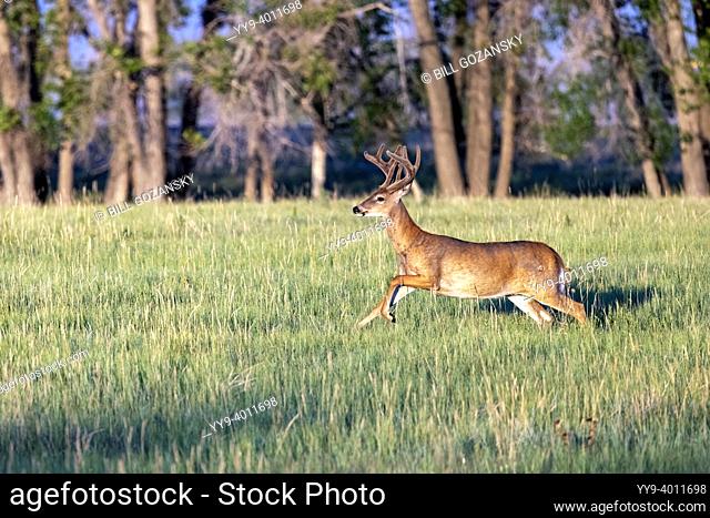 Male white-tailed deer (Odocoileus virginianus) on the run in Rocky Mountain Arsenal National Wildlife Refuge, Commerce City, near Denver, Colorado