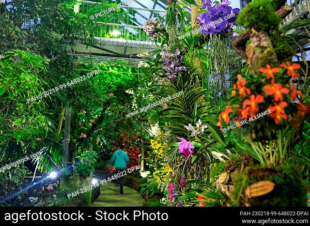 18 February 2023, Saxony, Leipzig: In a greenhouse of the Botanical Garden of the University of Leipzig. An orchid show will be held there from Feb