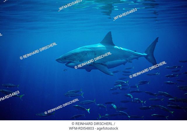Great White Shark, Carcharodon carcharias, Dyer Island Gansbaai Atlantic Ocean, South Africa