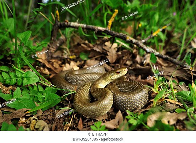 Italian Aesculapian Snake Zamenis lineatus, Zamenis longissimus lineatus, lying on the ground, Italy, Calabria