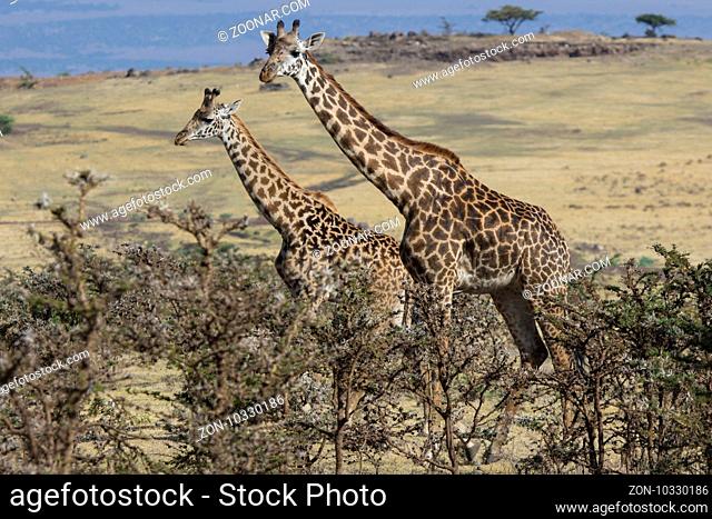 two giraffes standing among the low bushes on the slope of acacia Ngorongoro Crater
