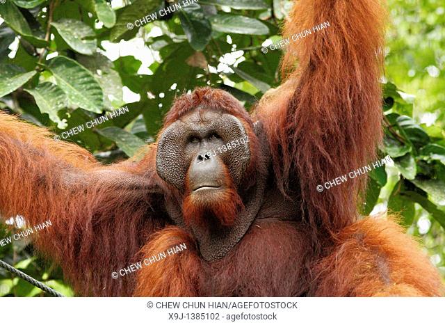 Ritchie lives in Semengoh Wildlife Centre, Kuching, Sarawak, Malaysia