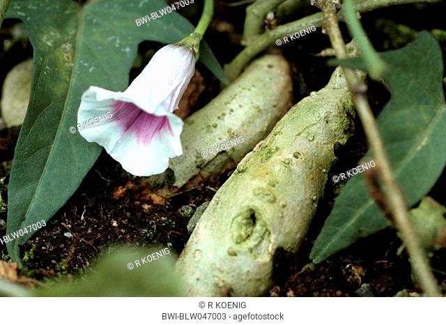 sweet potato Ipomoea batatas, flower an root