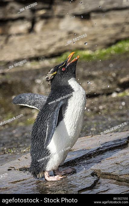 Rockhopper Penguin (Eudyptes chrysocome) cleans its plumage at a fresh water site, Saunders Island, Falkland Islands, Great Britain, South America