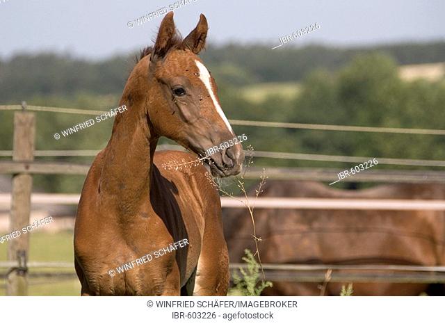 Portrait of an Oldenburg foal, Vulkaneifel, Germany, Europe
