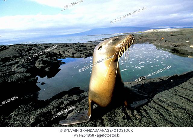 Galapagos fur seal (Arctocephalus galapagoensis). Punta Espinosa. Fernandina Island. Galapagos Islands. Ecuador