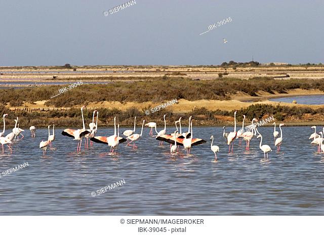 Flamingos in the saline in Ibiza