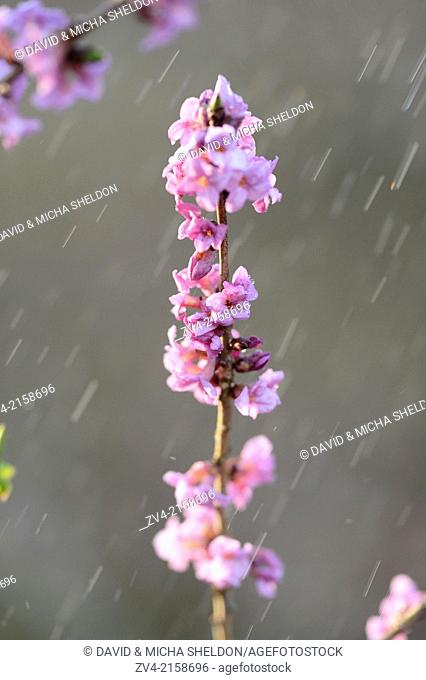 Close-up of a blooming mezereon (Daphne mezereum) branch in a forest on a rainy evening in spring