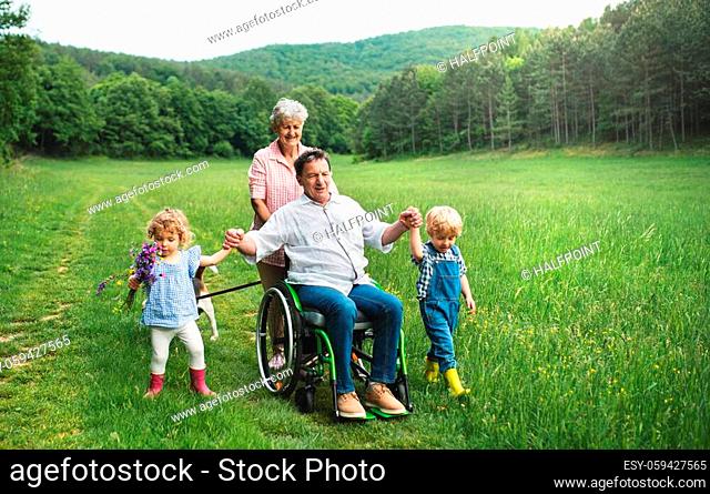 Small children with senior grandparents in wheelchair and dog on a walk on meadow in nature