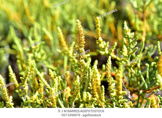 Arthrocnemum macrostachyum is a succulent subshrub that grows on saline soils (salt marshes) in Mediterranean Basin coasts, Canary Islands and Middle East