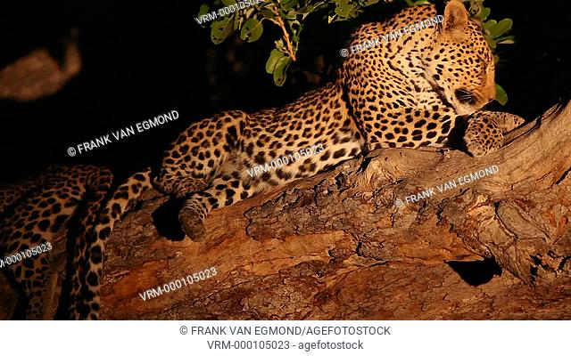 African Leopard Panthera Pardus Parudus grooming. Mashatu, Botswana