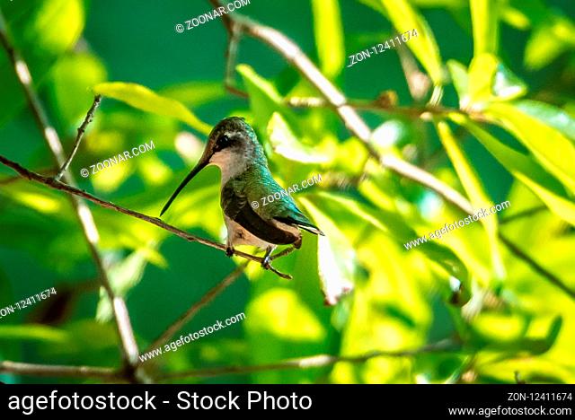 hummingbird found in wild nature on sunny day