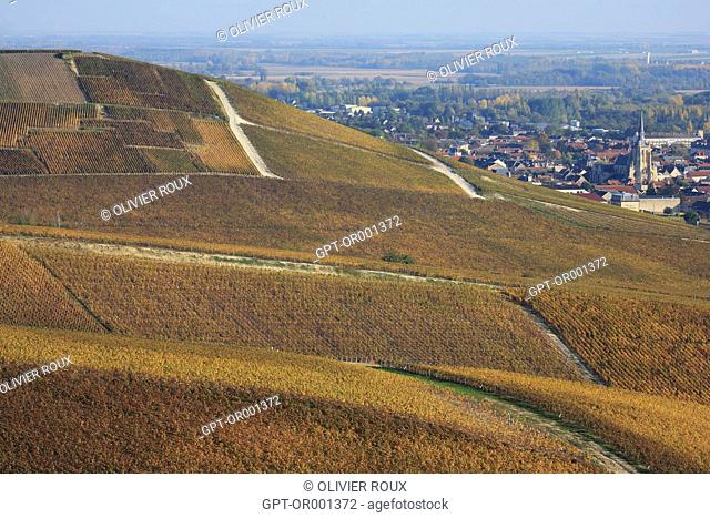 CHAMPAGNE VINEYARDS IN AUTUMN, MARNE (51), CHAMPAGNE-ARDENNE, FRANCE