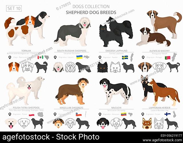 Shepherd and herding dogs collection isolated on white. Flat style. Different color and country of origin. Vector illustration