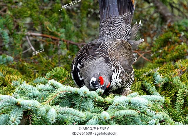 Spruce Grouse, male eating spruce needles, Gaspesie national park, Quebec, Canada / Dendragopus canadensis, Falcipennis canadensis
