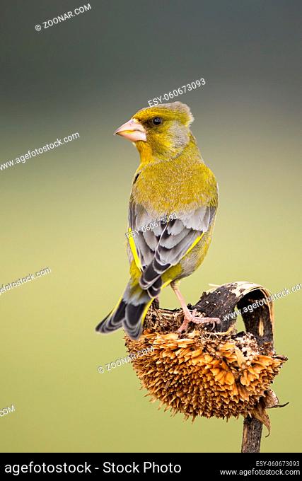European greenfinch, chloris chloris, sitting on sunflower in autumn. Calm yellow bird with grey wings and tail looking on dry flower