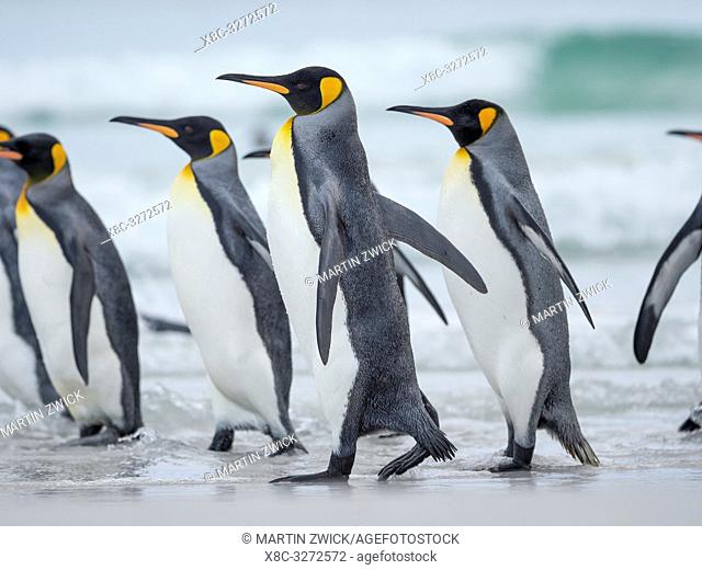 King Penguin (Aptenodytes patagonicus) on the Falkland Islands in the South Atlantic. South America, Falkland Islands, January