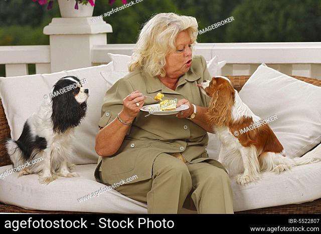 Wife and Cavalier King Charles Spaniel, tricolour and Blenheim, eating cake, scolding, scolding, sticking out tongue, sticking out tongue