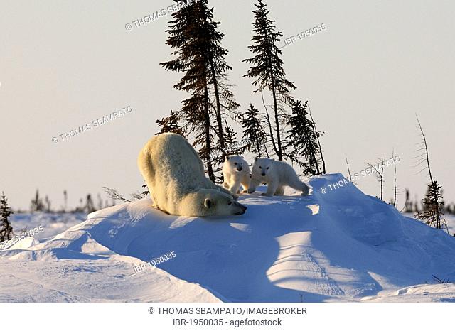 Polar bear sow (Ursus maritimus) with cubs in the Arctic, Wapusk National Park, Manitoba, Canada