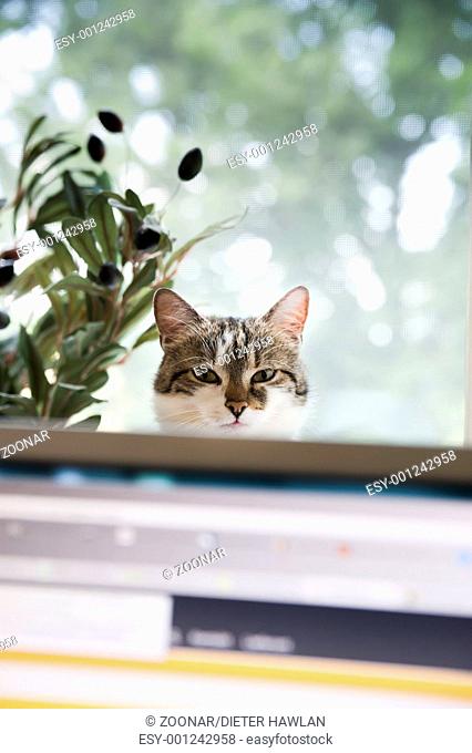 Cat behind a Monitor