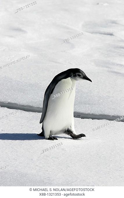Young Emperor penguin Aptenodytes forsteri hauled out on fresh fast ice from a recently discovered November 2005 colony on Snow Hill Island in the Weddell Sea...