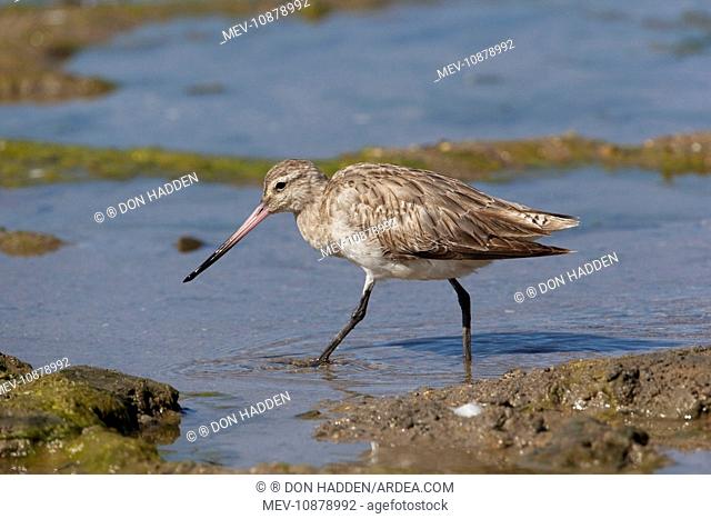 Bar-tailed Godwit (Limosa lapponica). On the foreshore at Cairns Esplanade, Queensland, Australia