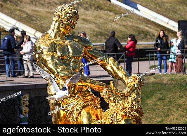RUSSIA, ST PETERSBURG - APRIL 22, 2023: A view of the the Samson Tearing Apart the Lion's Jaws fountain in the Lower Park during the opening of the fountain...