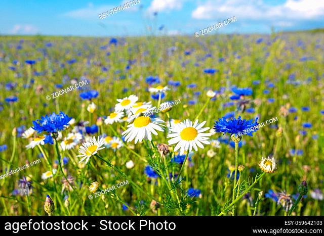 Beautiful blue Cornflower Centaurea cyanus. Beautiful flowers with blue bloom in summer meadow, Summer agriculture concept and landscape with blue sky