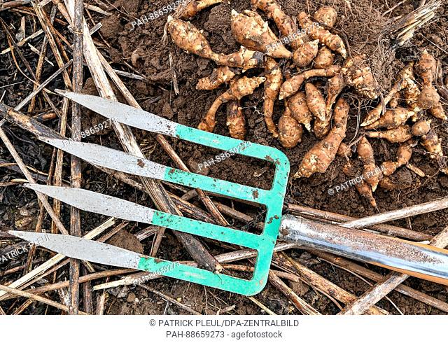 Freshly dug up Jerusalem artichokes can be seen on a field of the bio-farm Schoeneiche GbR in Schoeneiche, Germany, 2 March 2017