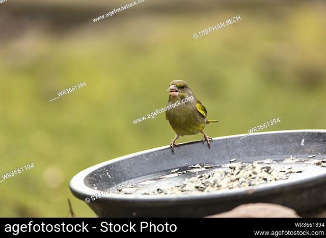 Germany, Hesse, Greenfinch on bird feeder