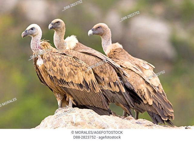 Europe, Spain, Province of Lleida, Eurasian Griffon Vulture (Gyps fulvus)