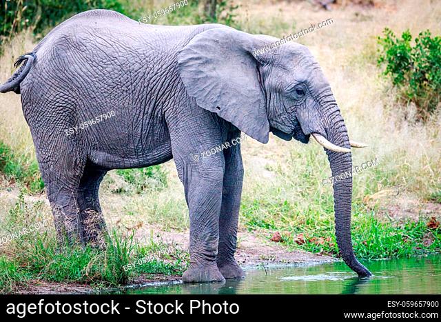 Elephant drinking at a water dam in the Kruger National Park, South Africa