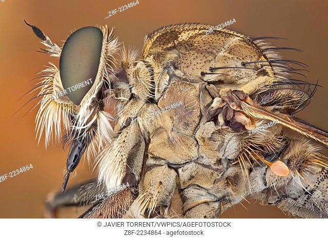 The short, strong proboscis of robber flies is used to stab and inject victims with saliva containing neurotoxic and proteolytic enzymes which paralyze and...