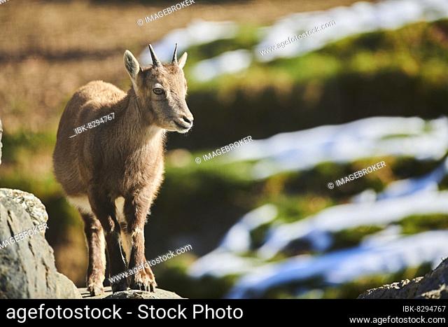 Alpine ibex (Capra ibex) youngster in the wildlife Park Aurach near Kitzbuehl, Austria, Europe