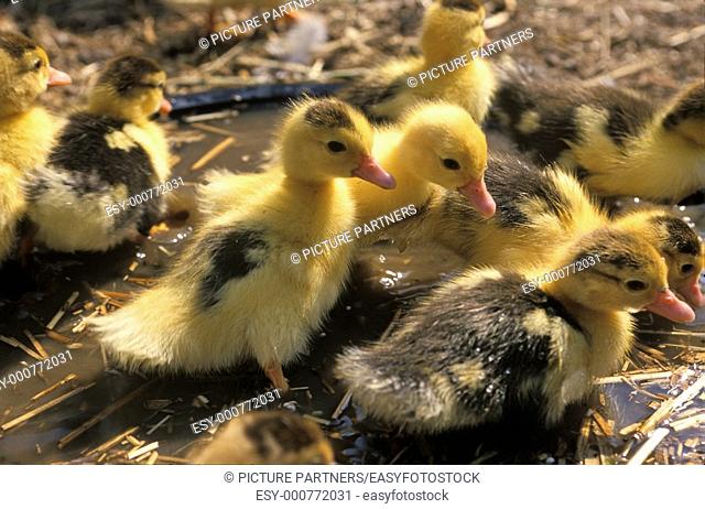 Little yellow ducks in the mud