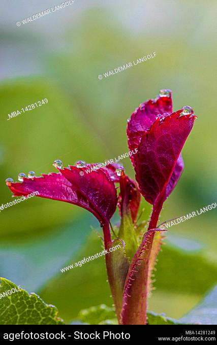 Rose petals with morning dew, closeup