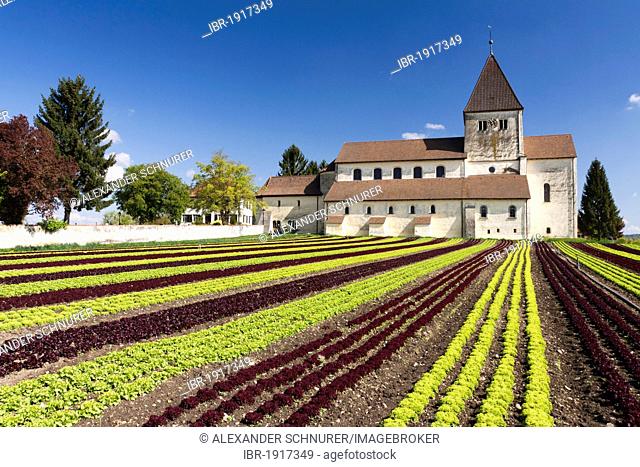 Church of St. Georg on the vegetable-growing island of Reichenau on Lake Constance, Reichenau Island, Oberzell, Konstanz district, Baden-Wuerttemberg, Germany