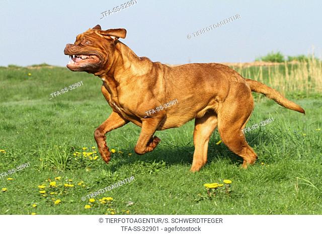 running Bordeauxdog