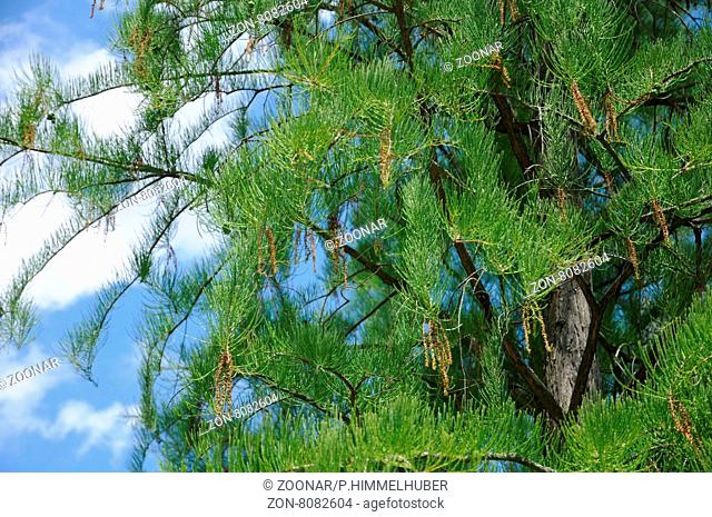 Taxodium ascendens, Aufrechte Sumpfzypresse, Pond Cypress