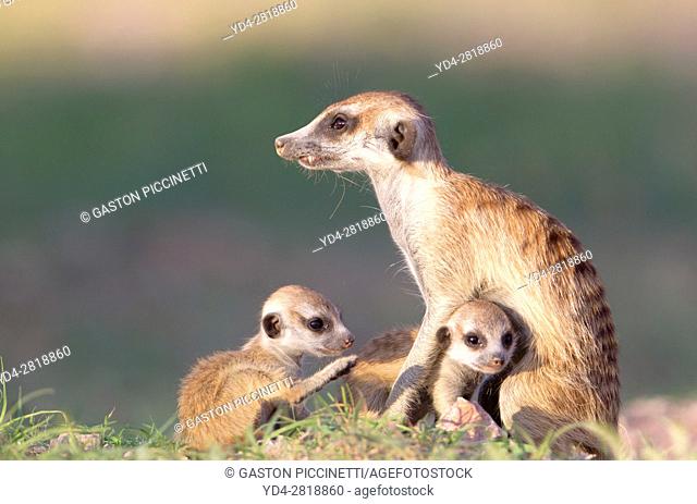 Suricates (Suricata suricatta) - Mother and two youngs, Kgalagadi Transfrontier Park, Kalahari desert, South Africa/Botswana